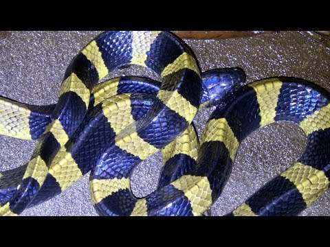 YouTube reptile video