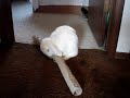 Bunny playing Bunny playing
