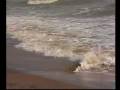 videos de Climates First Orphans (Nila Madhab Panda) - UKEFF 2005