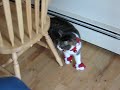 Kringer - \"Santa Claws\"