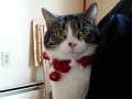 videos de Kringer - 