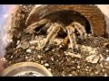Tarantula Feeding Video 83 - Ending 2011 With a Bang - 75 Ts