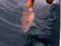 videos de les radamas 2008 release