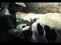 www.veteriner.tv