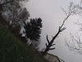 DIY Tree Removal