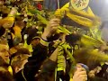Einlauf BVB gegen 1899 Hoffenheim Einlauf BVB gegen 1899 Hoffenheim