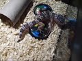 leopard-gecko-video-tired-and-sleepy.html