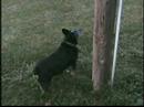 Barkless Bulldog Barkless Bulldog