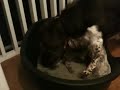 Cat and Dogs