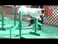 ドッグランでアジレッスンするレーザー
