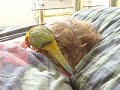 Jupiter the Sun Conure Alarm Clock