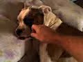 BOXER DORMINDO