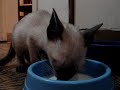 gatito bebe 1