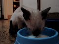 gatito bebe 1