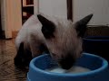 gatito bebe 1