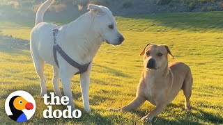 Stray Dog Wags His Tail For The First Time — When He Meets A Girl Dog | The Dodo Faith = Restored by The Dodo