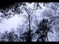 Pine tree getting cut down. Pine tree beetles suck