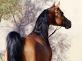 Famous Arabian Horses