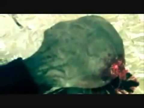 Extraterrestres grises 2014 HD