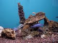 auratus vs elongatus 1