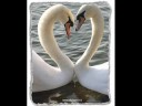 enamorarte