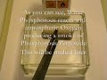 Elementary Productions: White Phosphorus