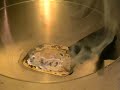 Elementary Productions: White Phosphorous