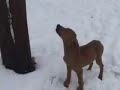 Bo X Josey pup