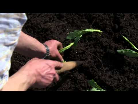 Bamberger Gärtner Das Pflanzholz