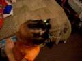 videos de Anyiah 2