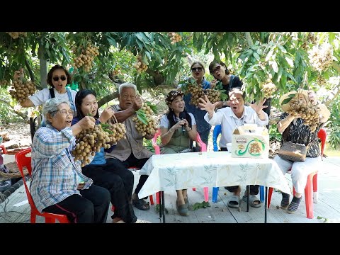 ลำไยแม่เอ้ย หอมกลิ่นกรุ่นละมุนลิ้น 4000ไร่ ในอ.บ้านแพ้ว สวนลำไยเทียนทอง สมุทรสาครนะจะบอกให้