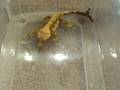 videos de Cricket Feeding 1