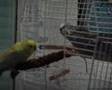 Budgie Grobi arrives at his new home