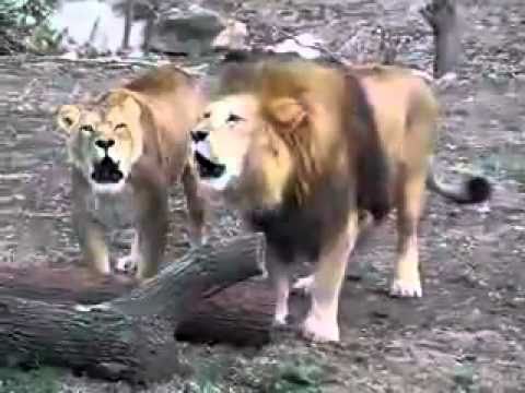 lionn