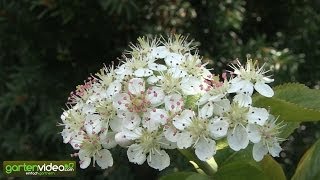 Die Blüte der Apfelbeeren Aronia melanocarpa