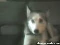 Talking Dogs Talking Dogs