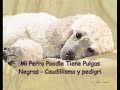 Mi Perro Poodle Tiene Pulgas Negras - Caudillismo y pedigre