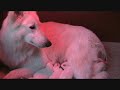 Zwitserse Witte Herder pups Jewel of Joy - 1 week oud -