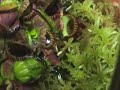 Cephalotus waits patiently for earwig Cephalotus waits patiently for earwig