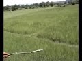 INCREDIBLE TIGER FOOTAGE! INCREDIBLE TIGER FOOTAGE!