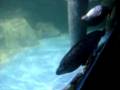 Movie 17.WMV