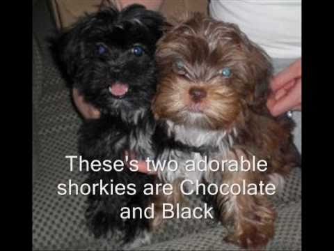 Shorkie tzu Puppies, shorkies, shih tzu mix