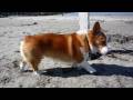 (HD) pigeon 20090302 Goro@Welsh corgi