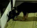 German Shepherd puppy playing with kitten