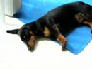 Dauschund dog napping pets sunbeam