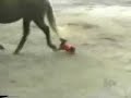 Funny Animals Funny Animals