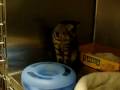 videos de Rose Hope Animal- Cats - Male Tabby Kitten