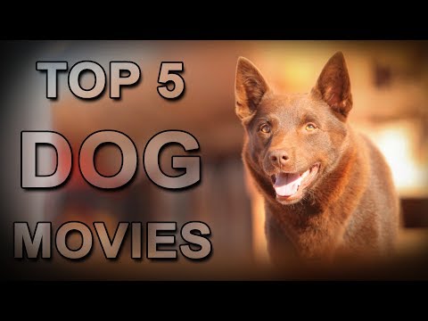 Top 5 Dog Movies That Will Make You Cry