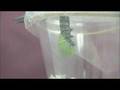 videos de Caterpillar to Chrysalis