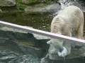 Polar bear Knut plays ball 努特北極熊玩水球娛樂粉絲